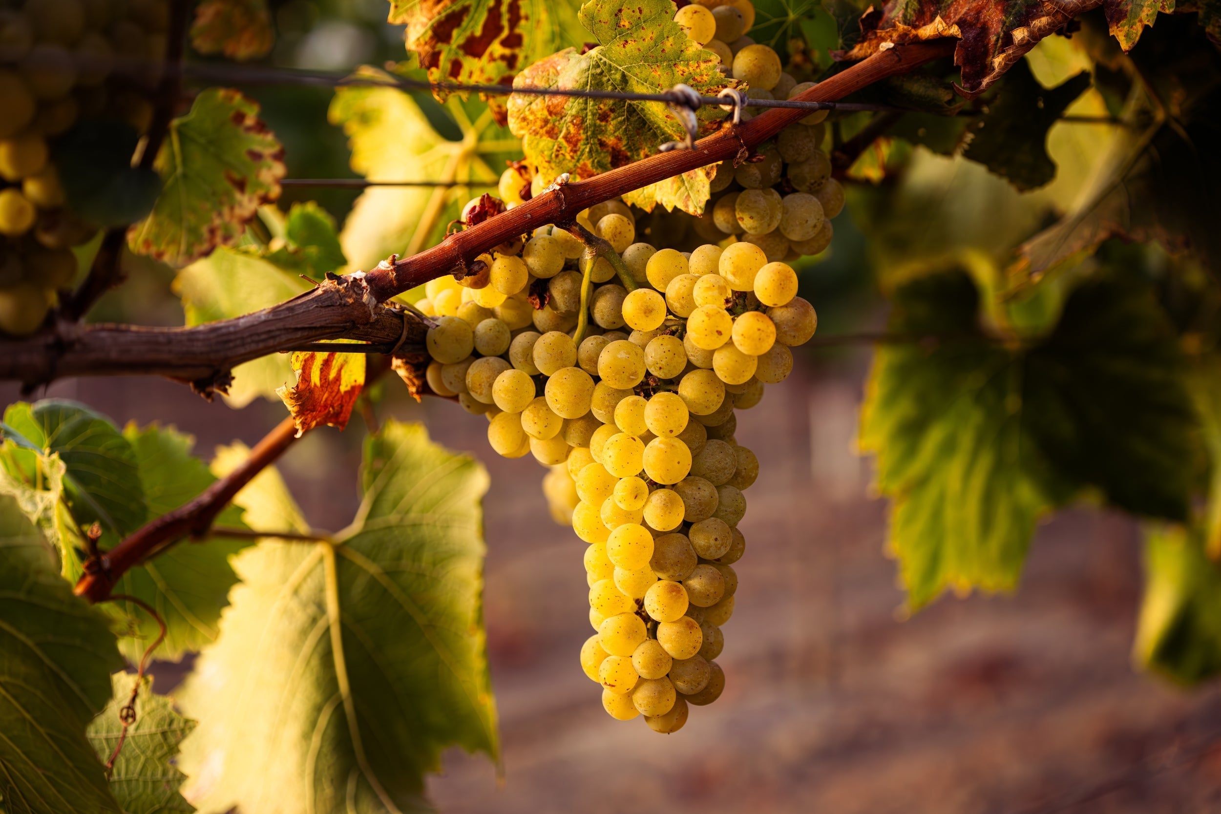 Helia-D Professional Borterápiás