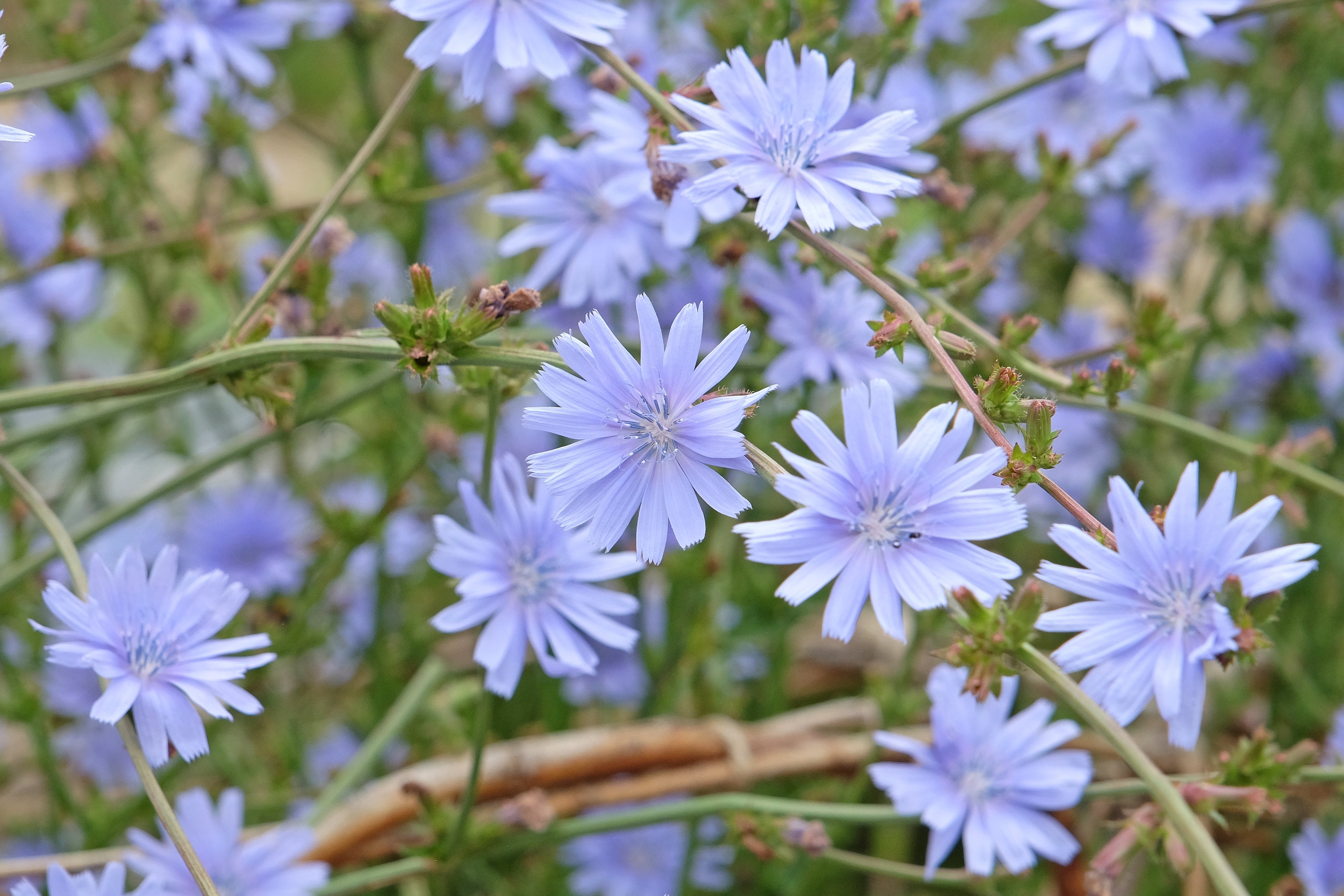 Helia-D Professional Tens'up